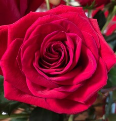 red rose close up