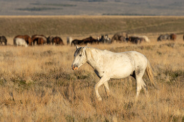 Wild Horse Stallion in the Utah Desert