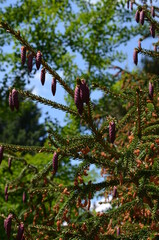 Jodła grecka, kwiatostany i młode szyszki,  Abies cephalonica