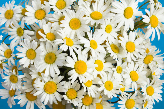 White chamomile on the blue  background. Closeup. Summer  flowers concept.