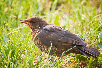 Common blackbird chick fledgling on grass (Turdus merula)