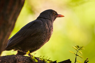 Common blackbird sitting on a tree (Turdus merula)