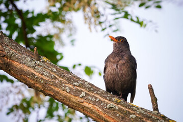 Common blackbird sitting on a tree (Turdus merula)