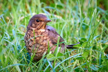 Common blackbird chick fledgling on grass (Turdus merula)