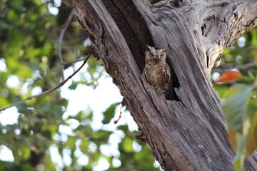 owl on tree