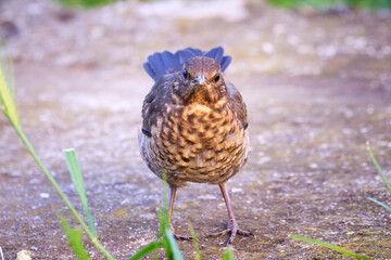 Common blackbird chick fledgling (Turdus merula)