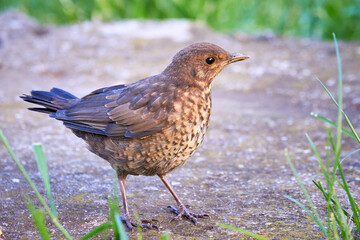 Common blackbird chick fledgling (Turdus merula)