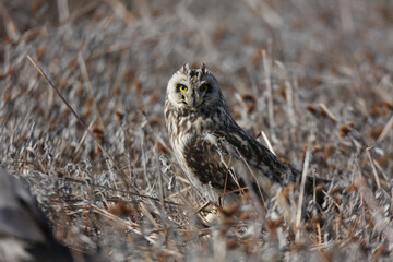 Short-eared Owl (Asio flammeus) bird in natural field and wildlife nature.