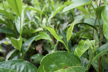 green tea leaves
