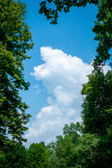 White cloud in the blue sky among green trees in spring