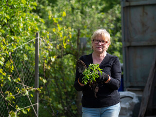 Naklejka na ściany i meble Senior caucasian woman holds seedlings of tomato and bell pepper