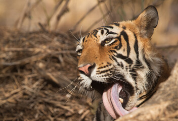 Closeup of a Tiger, Ranthambore Tiger Reserve