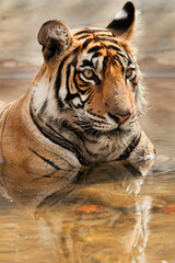Portrait of Tiger, Noor cub at Ranthambore Tiger Reserve