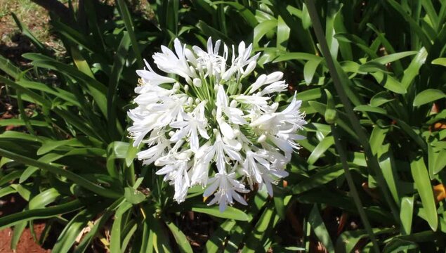 Una flor blanca 