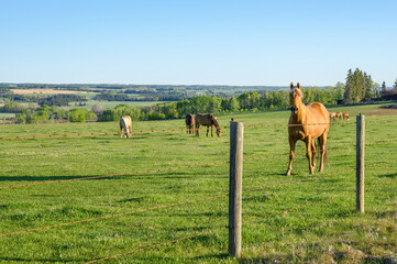 A herd of horses graze in a pasture near Sundre, Alberta, Canada
