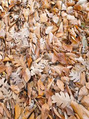 autumn foliage lies in the forest