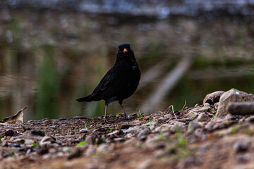 Blackbird by the water