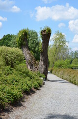 Stara wierzba, Arboretum w Wojsławicach, Polska © Ewa