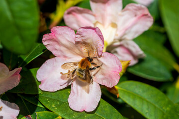 bee on pink flower