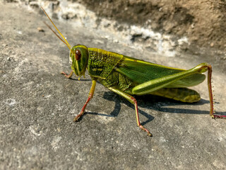 grasshopper - wall of china