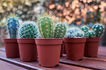 Various cacti on a wooden table