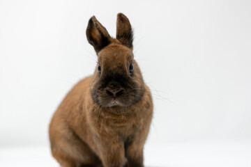 rabbit on white background