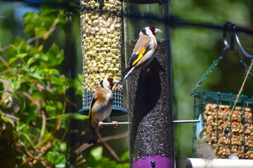 Pair of goldfinches perching on a niger seed bird feeder in London patio garden Favourite among UK birdwatchers red faced finch with conical bill black yellow striped wings brown back white underparts