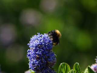 tree bumblebee (Bombus hypnorum) on ceanothus flower