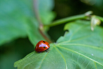 Macro of a ladybird on a green leaf