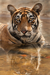Obraz premium Portrait of Noor cub, Ranthambore Tiger Reserve