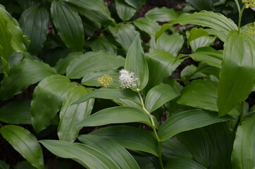 Majówka groniasta,  © Ewa