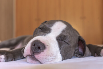 puppy bully dog ​​sleeping on a bed for wallpapers