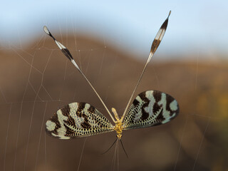 Nemoptera bipennis caught in a spider web.