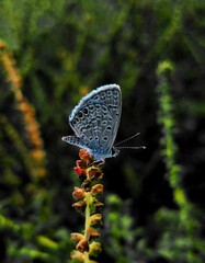 close-up of adult lead-colored butterfly with black dots, posing on a branch of grass, on a dark background field