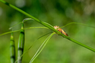 Macro of a cricket on a green grass strand