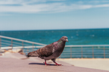 Dove walks on the beach