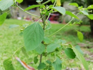 Fototapeta na wymiar green peas growing in a garden