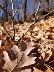 dry leaves lie on a hill in the forest