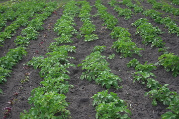 Fototapeta na wymiar Growing potatoes, sprouts in a row.Beautiful green potatoes growing in the field. Photo.Landscape.