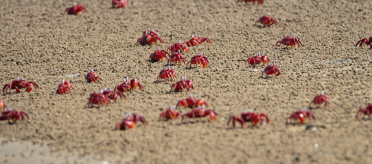 Red ghost crabs in sea shore