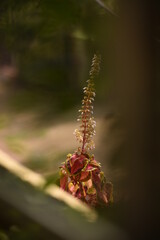 A beautiful colorful plant with blur background