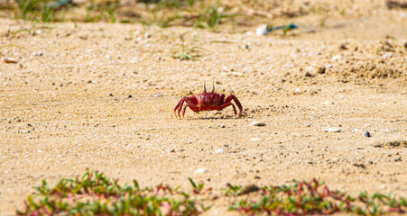Red ghost crab in sea shore