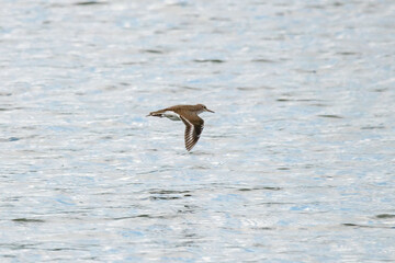 Common sandpiper actitis hypoleucos in flight over river water. Cute little brown shorebird in wildlife.