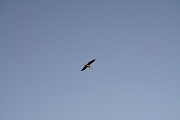 Stork flying in the blue sky in the background.