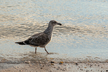 View of gull walking on the beach in sunset light