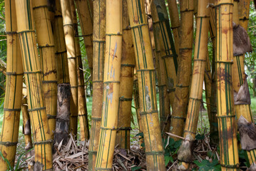 Bamboos in the forest