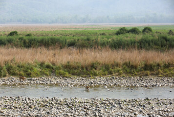 Tigress Paro and her cub crossing the Ramganga river at Jim Corbett Tiger Reserve