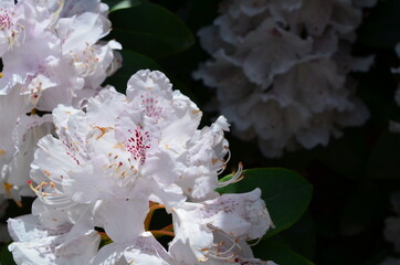 Biały rododendron, różanecznik, Rhododendron - obrazy, fototapety, plakaty
