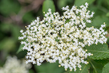 amazing elderflower Blooming, close-up,