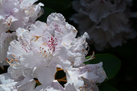 Biały rododendron, różanecznik, Rhododendron